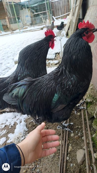 Cocos rasa  australop