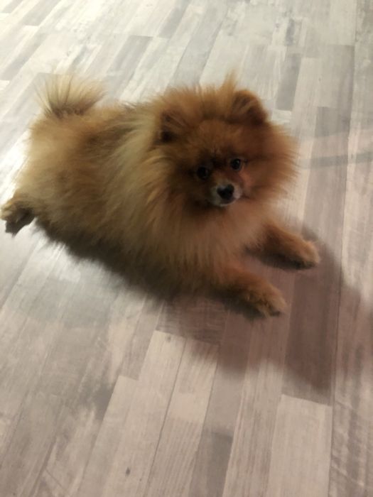 Вязка кобель шпиц