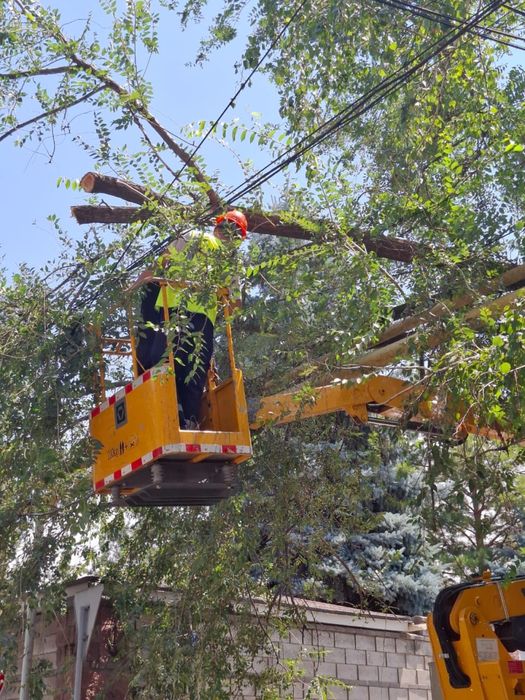 Ағаш кесу спил деревье