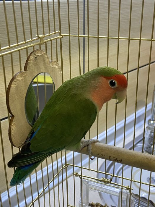 Попугай, краснолицый неразлучник