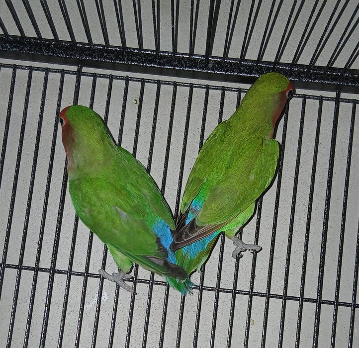 Agapornis  pereche matura reproducatoare