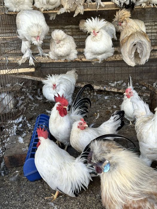 Продам кур декоративных пород.