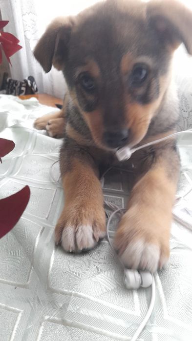 Щенок собака девочка 2 месяца,очень добрая ,уличная.