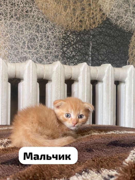 Котята в добрые руки!!!