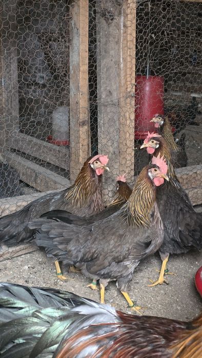 Cocoși si Gaini Italiană Potârnichie tineret