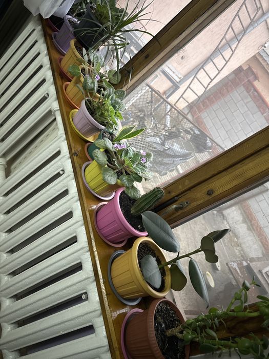 Комнатные цветы