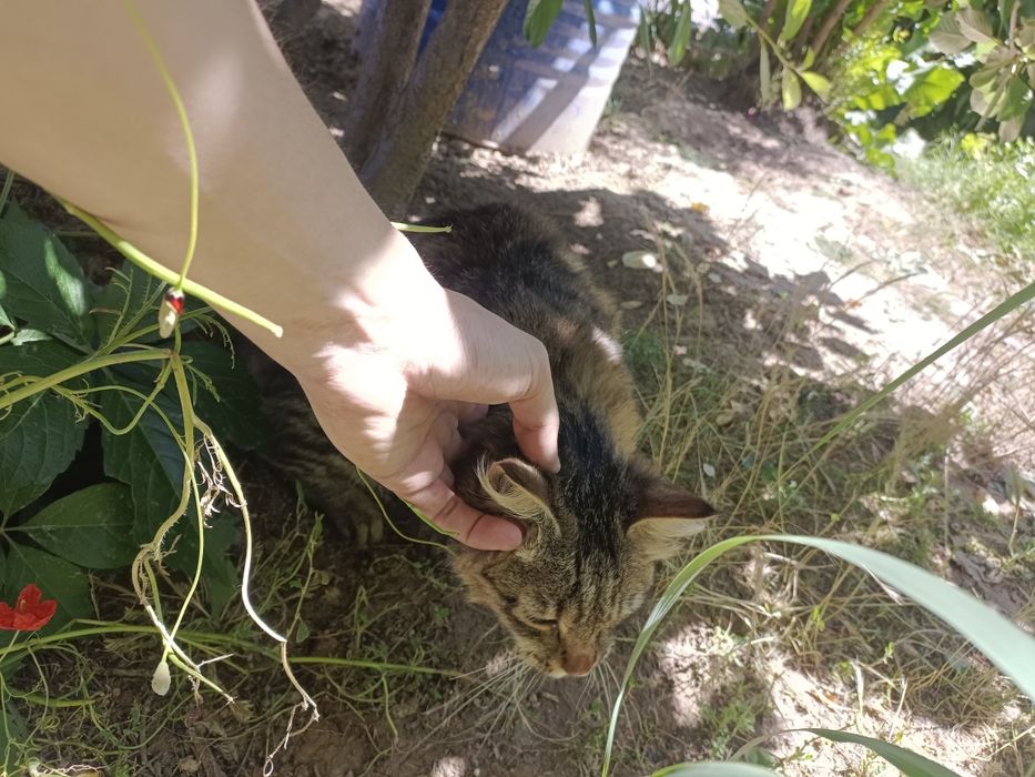 Кошка бесплатно.