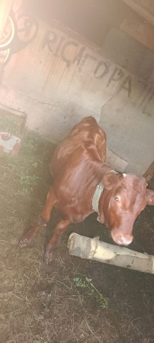 Продам телку 5 месяцев