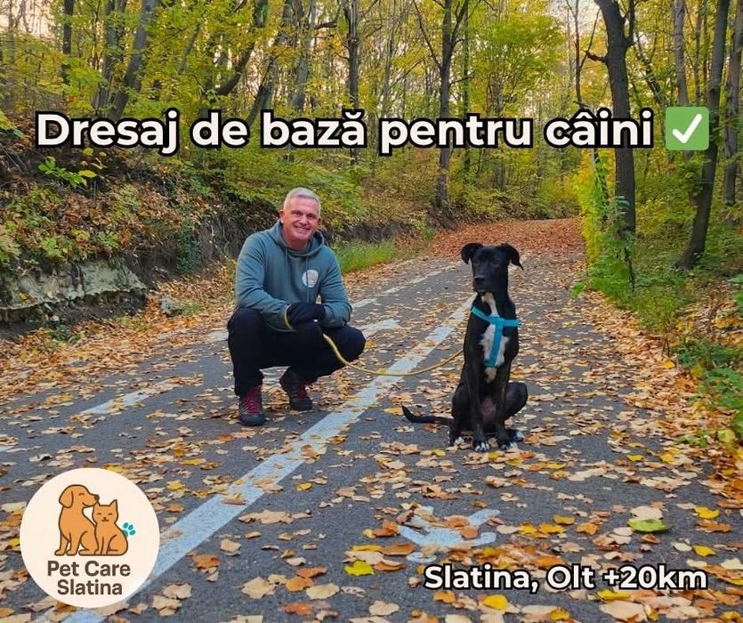 Dresaj Canin de toate varstele - Slatina, Olt