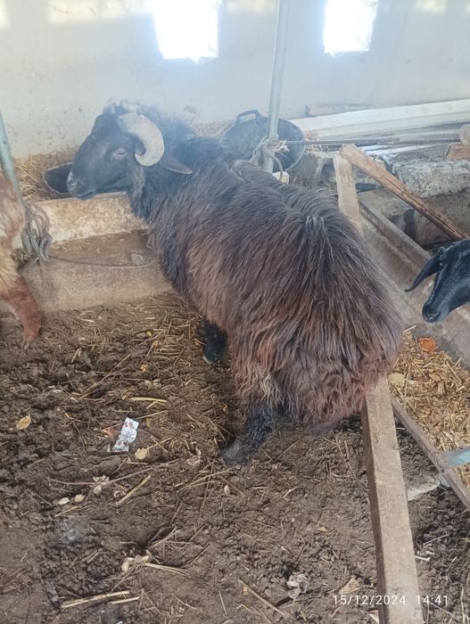 2 ta qoʻchqor sotiladi ikkalasi ham 2 yoshda