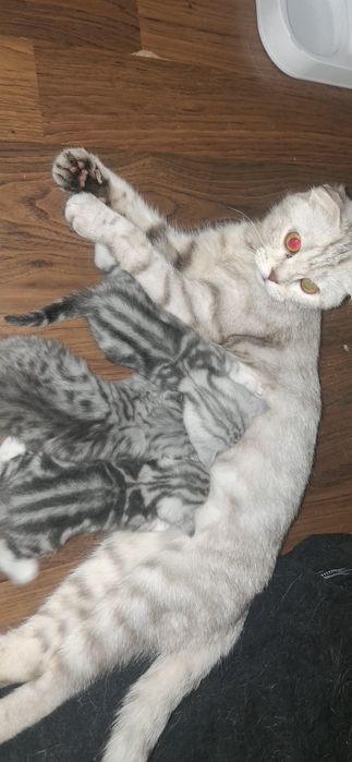 Шотландские котята бронь