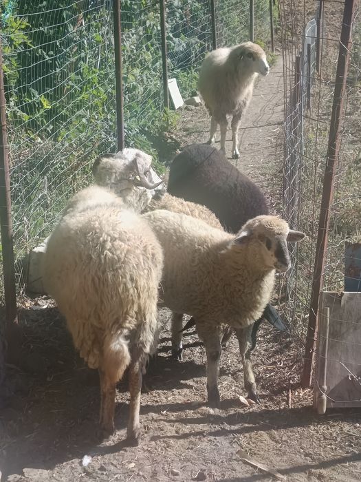 De vînzare 2 Oi și 3 Miele
