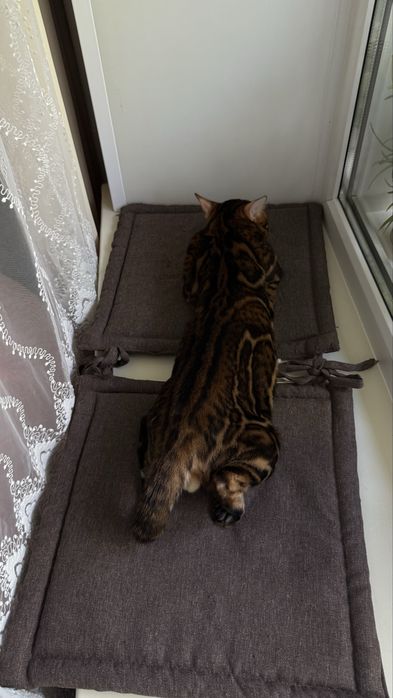 Бенгальский кот. Вязка.