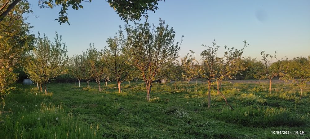 Продава се Парцел в с. Мерданя, Област Велико Търново - 3241 кв.м за 9 €/кв.м - Снимка #2