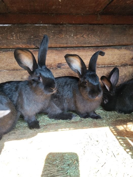 Кролята стракочи