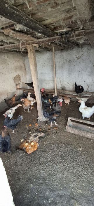 Sog'lom tovuqla sotiladi katta katta