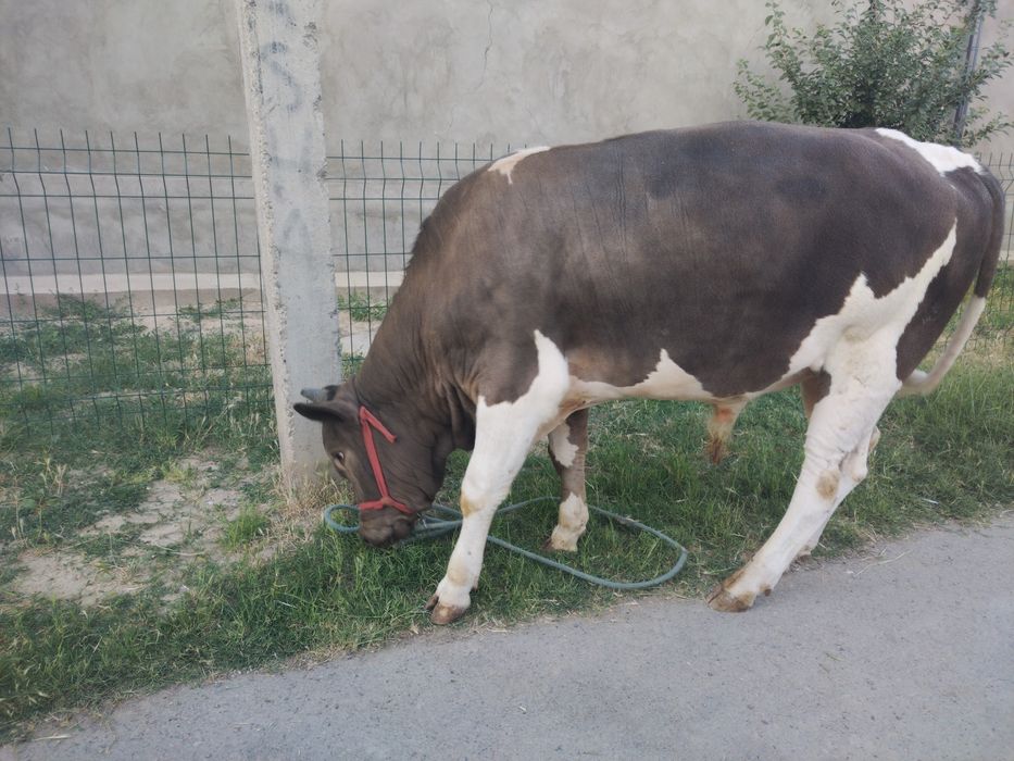 Buqa sotiladi boyi 130