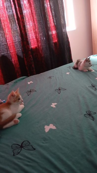 2 motanei spre adoptie