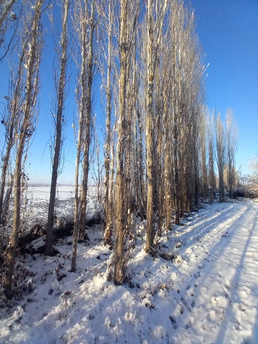 Прадаётса деревя-Тераклар сотилади