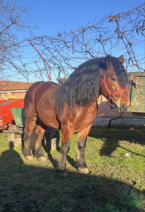 Vând cârlan de 2 ani și 10 luni