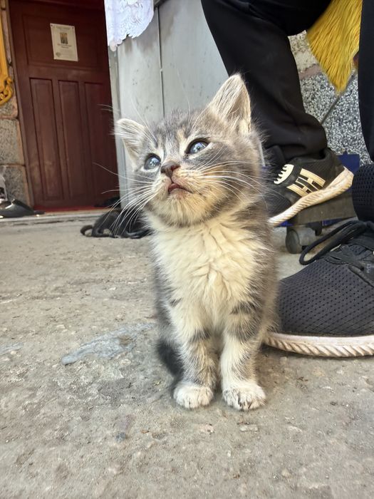 5 котенца търсят нов дом