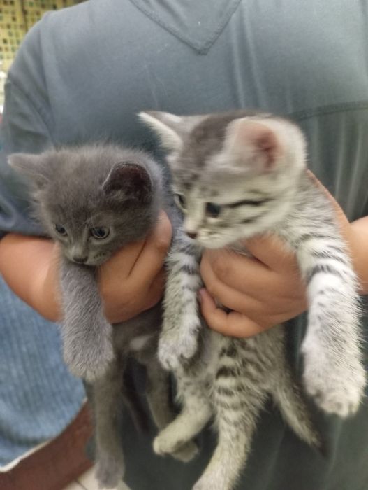 Отдам котят в хорошие руки