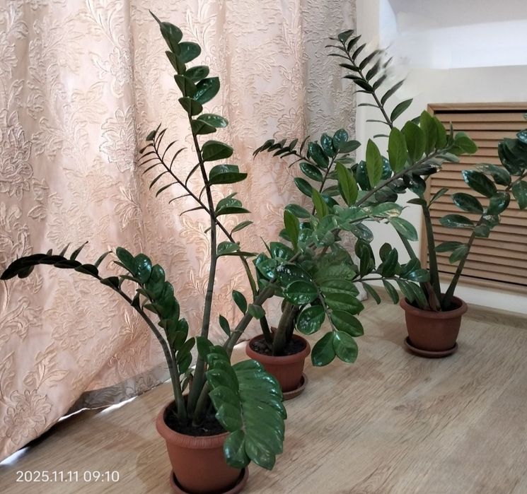 Замиокулькас денежное дерево.