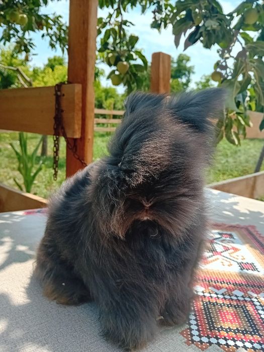 Iepurasi Angora Englezeasca