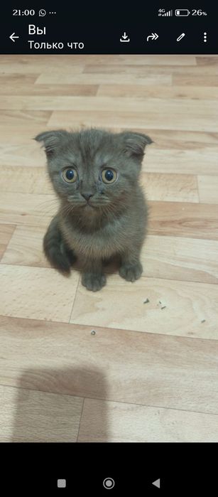 Отдам даром британских котят
