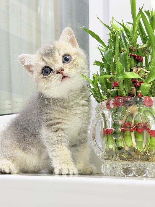 Котята чистокровные