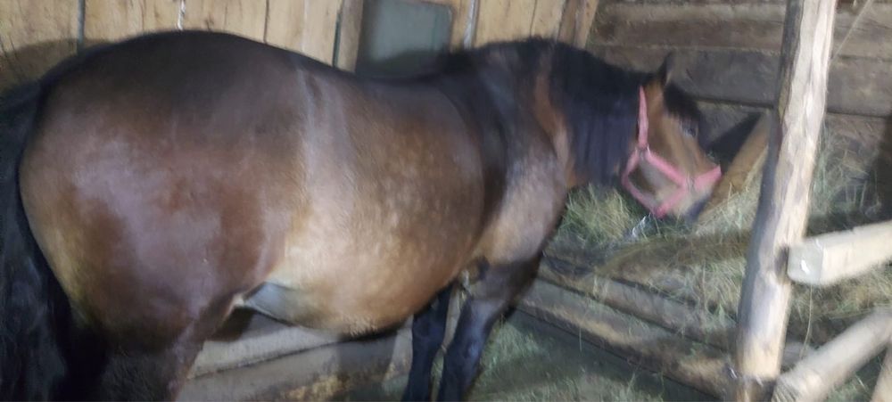 Vand armasar de 5 ani.