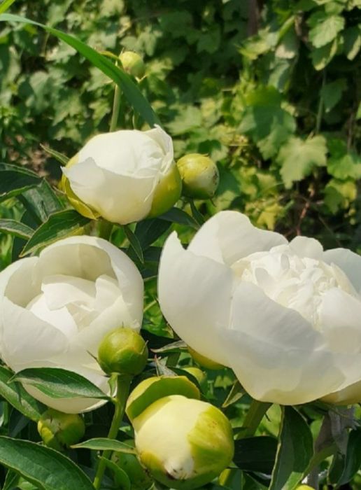 Цветы многолетнее