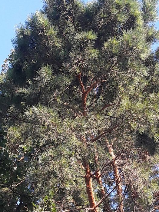 Продам дачу, келещек, геолог 3