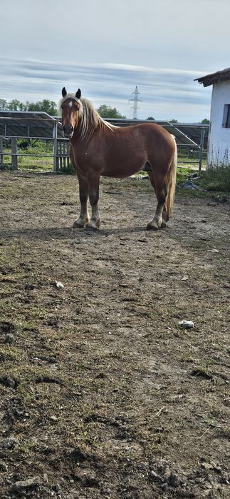 Armăsar comtois 3 ani