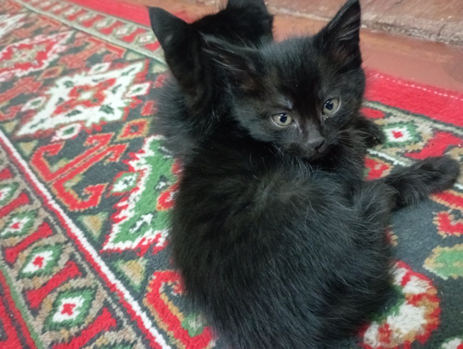 Котята, бала пышыклар, бесплатно