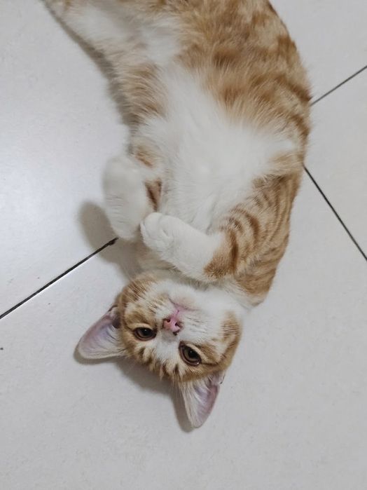 Отдам подрощенного котёнка