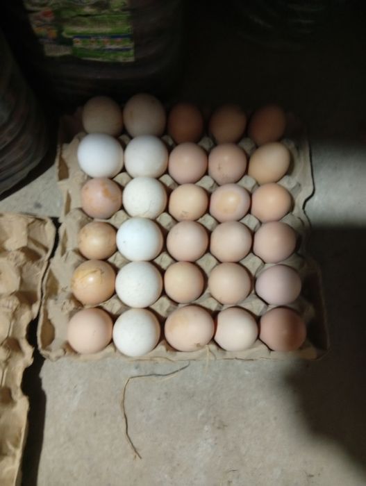 Курка тухумлар сотилад