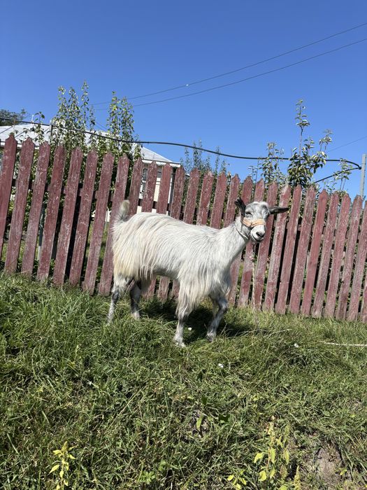 Vand trri capre, din care doua cu lapte