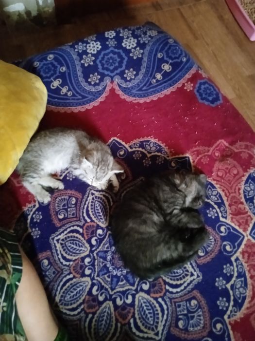 Сирайт .1 месяц .Приучены.