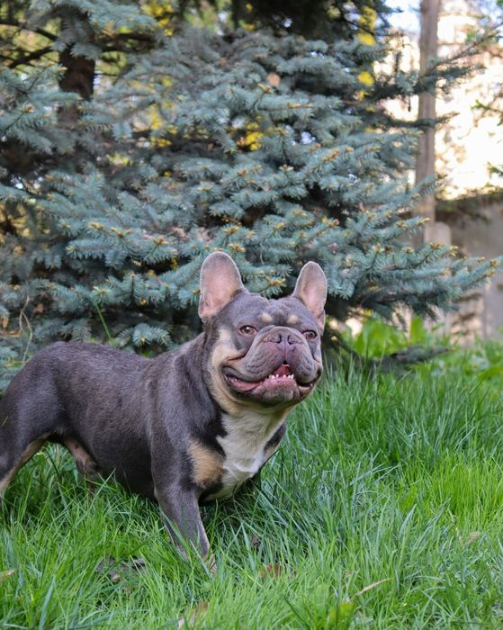 Вязка французский бульдог