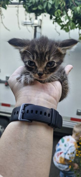 Отдам котят в хорошие руки