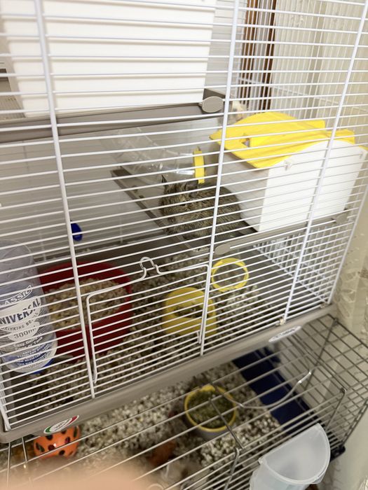 Veverite Degu cu Cusca Full