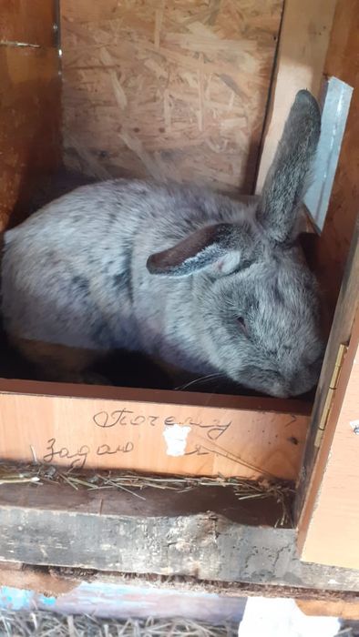 Срочно продам Полтавское Серебро