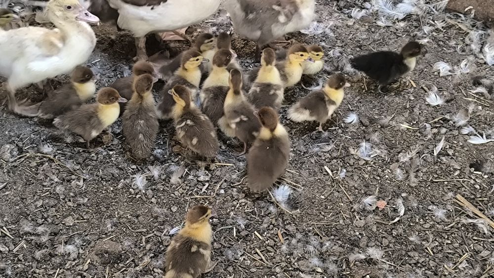 Продам Индоуток.