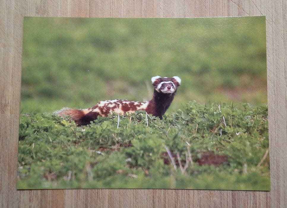 Колекция пощенски картички с авторски фотографии на животни