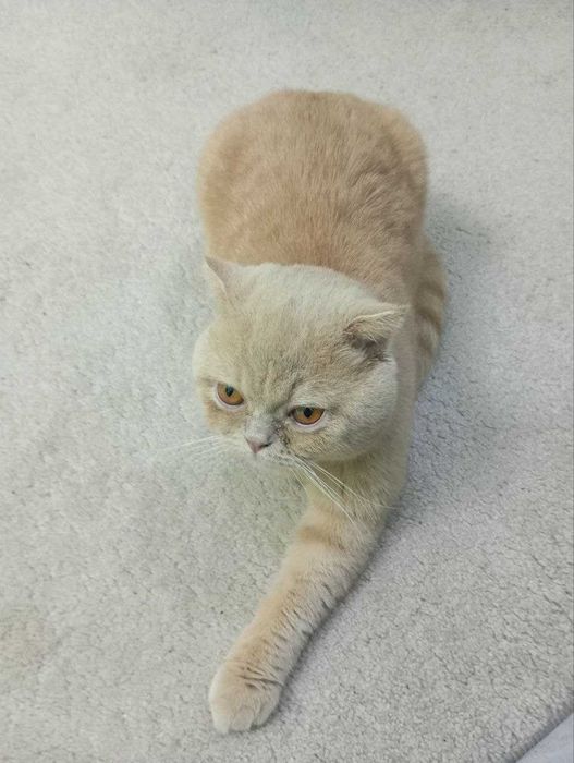 Срочно !!! ШОТЛАНДСКАЯ  ВИСЛОУХАЯ [кот] продается