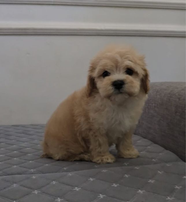 Продам щенков мальтипу