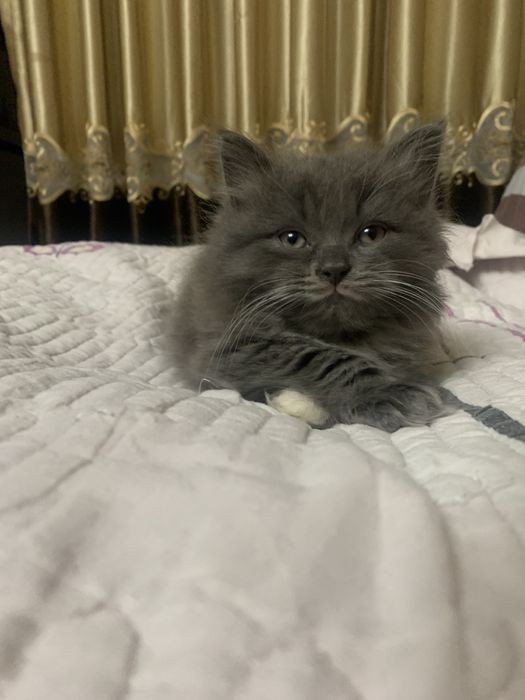 Котята хайленд страйт