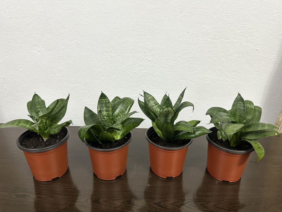 Цветы сансевиерии