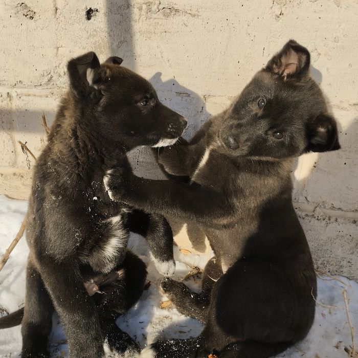 Отдам в добрые руки